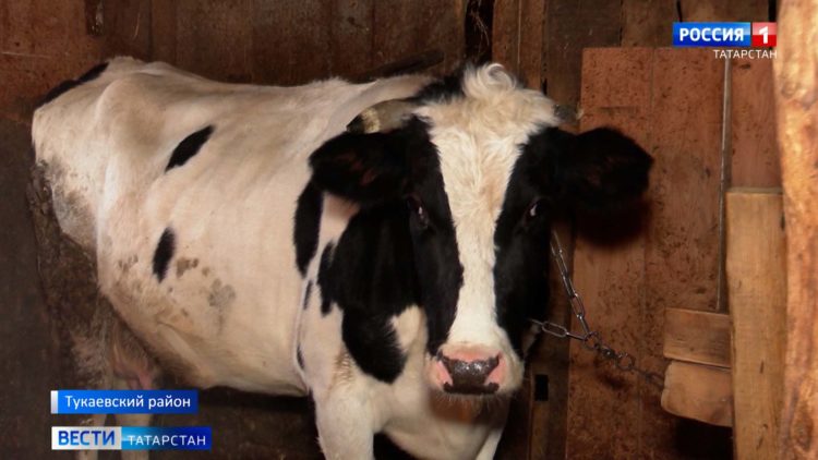 Почти в 30 селах Татарстана ввели карантин из-за заразной болезни крупного рогатого скота