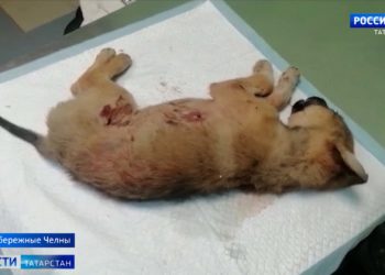 Роспотребнадзор по РТ: в Татарстане в ближайшие месяцы не будут ослаблять антиковидные ограничения