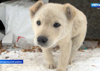 Жители Осиново жалуются на стаи собак, которых привозят со всей округи