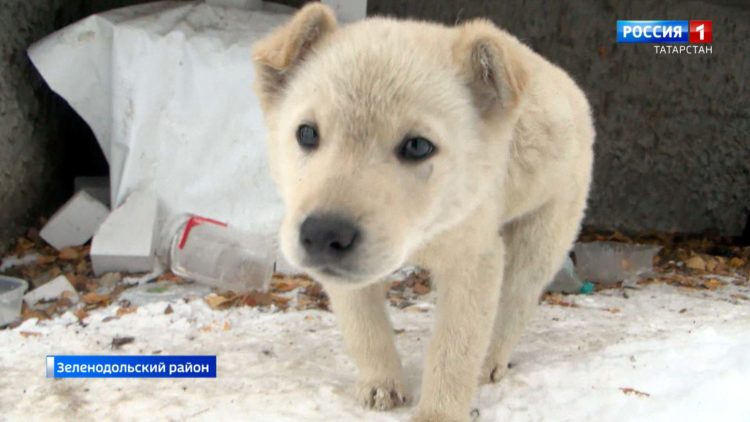 Жители Осиново жалуются на стаи собак, которых привозят со всей округи