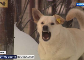 В Татарстане на 42% выросло число жалоб в социальных сетях на безнадзорных животных