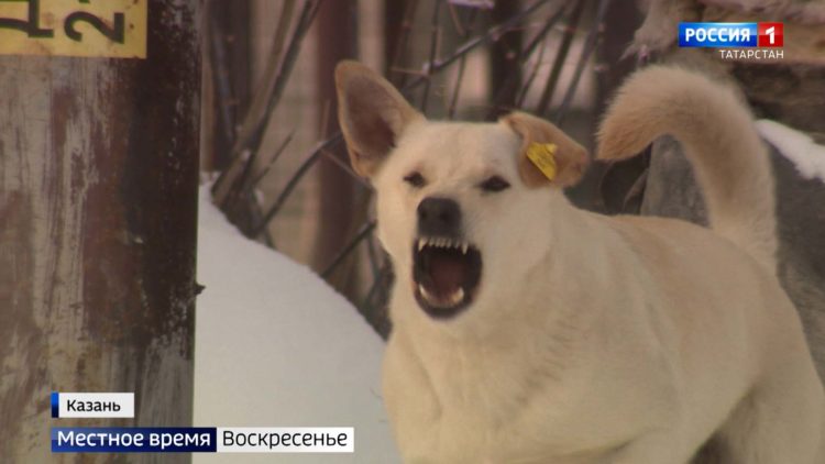 В Татарстане на 42% выросло число жалоб в социальных сетях на безнадзорных животных