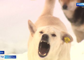 Казанцы из-за стаи агрессивных собак вынуждены ходить с электрошокером