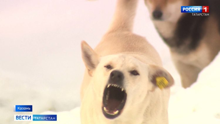 Казанцы из-за стаи агрессивных собак вынуждены ходить с электрошокером
