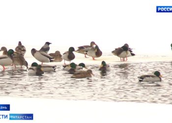 В Казани проходит масштабный рейд по выявлению пьяных водителей