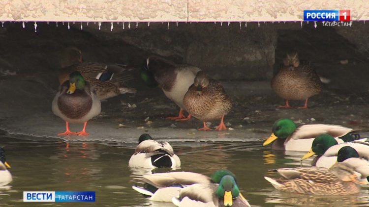 В Казани проходит масштабный рейд по выявлению пьяных водителей