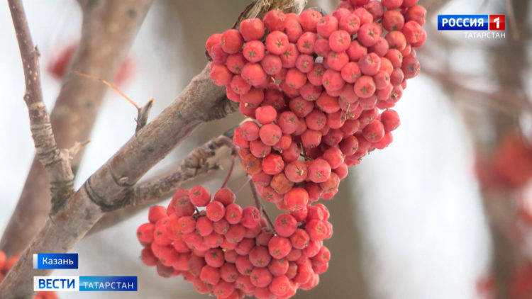 На Татарстан надвигаются морозы до -25 градусов и сильный ветер