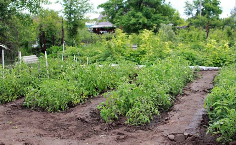 Срок бесплатной приватизации садовых участков завершается 1 марта