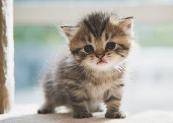 Көмеш кыңгырау (20.03.22)