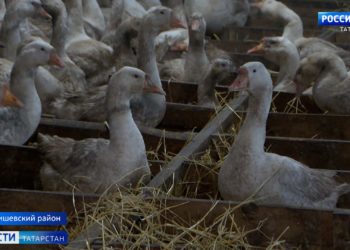 Татарстанские фермеры: Санкции только на руку нашим сельхозпроизводителям