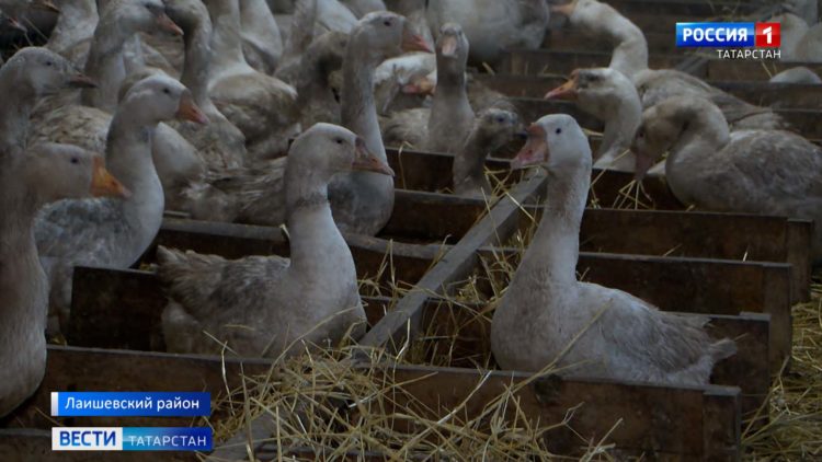 Татарстанские фермеры: Санкции только на руку нашим сельхозпроизводителям