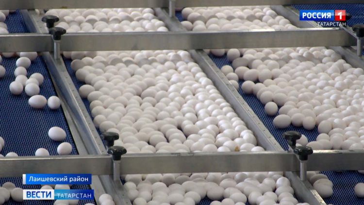 В Казани провели масштабный рейд после смертельного ДТП под Чистополем