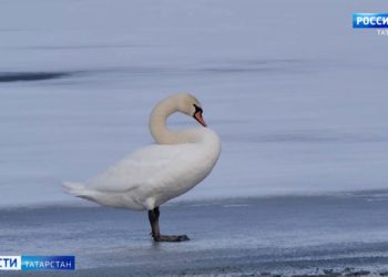 В Татарстан вернулась стая лебедей-шипунов