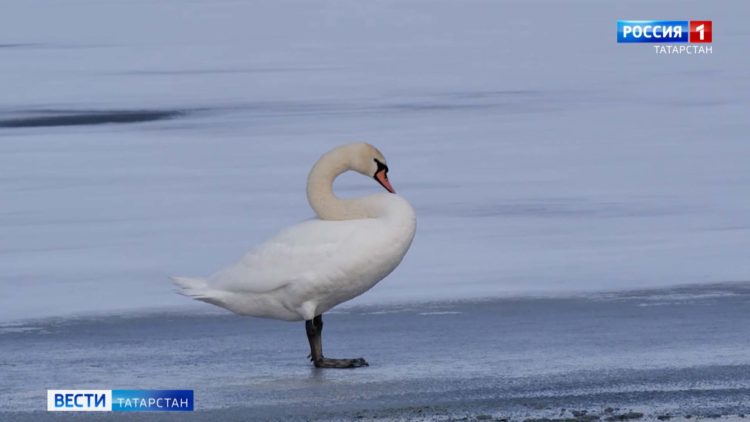 В Татарстан вернулась стая лебедей-шипунов