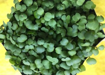 Экологические принципы жизни (28.04.22)