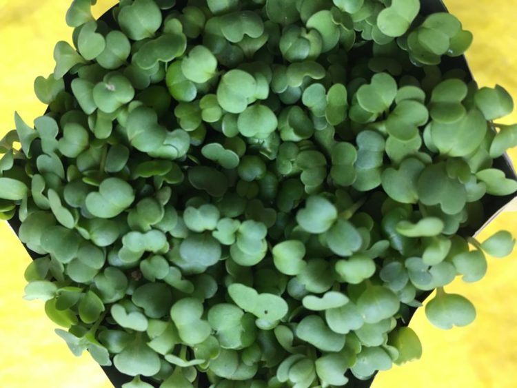 Экологические принципы жизни (28.04.22)