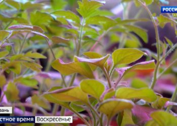 Рустам Минниханов: Важнейшая задача сохранение рабочих мест