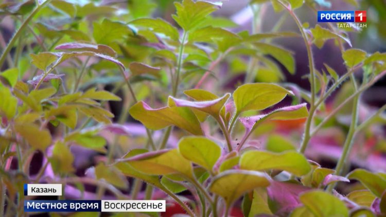 Рустам Минниханов: Важнейшая задача сохранение рабочих мест