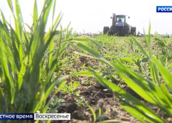 Импортозамещение в семеноводстве: в Татарстане выводят новый сорт ржи и других культур