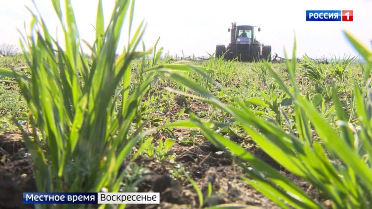 Импортозамещение в семеноводстве: в Татарстане выводят новый сорт ржи и других культур