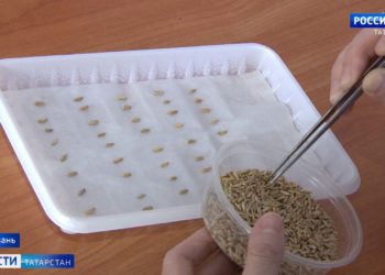 Татарстанские ученые выводят новый сорт ржи и других культур