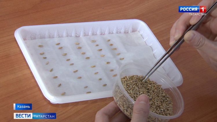 Татарстанские ученые выводят новый сорт ржи и других культур