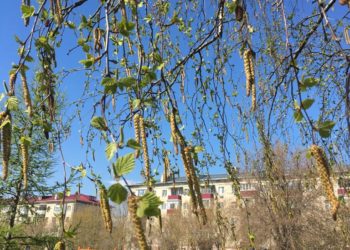 Музыкаль мизгелләр (10.05.22)