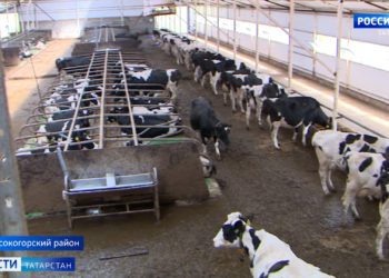 В Казани наградили военнослужащих, принимавших участие в спецоперации на Украине