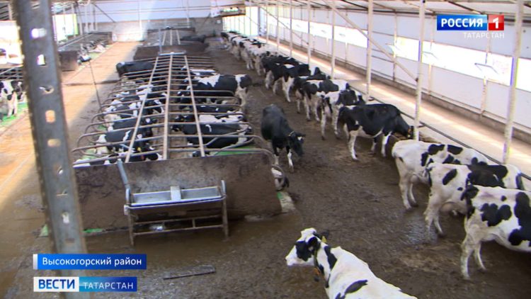 В Казани наградили военнослужащих, принимавших участие в спецоперации на Украине