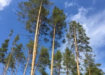 Программа радиопередач