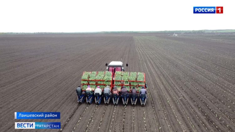 В Татарстане из-за холодов сдвинулись сроки посевной