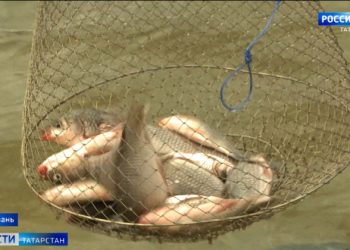 Казанцы обнаружили массовый мор рыбы на озере Лебяжьем