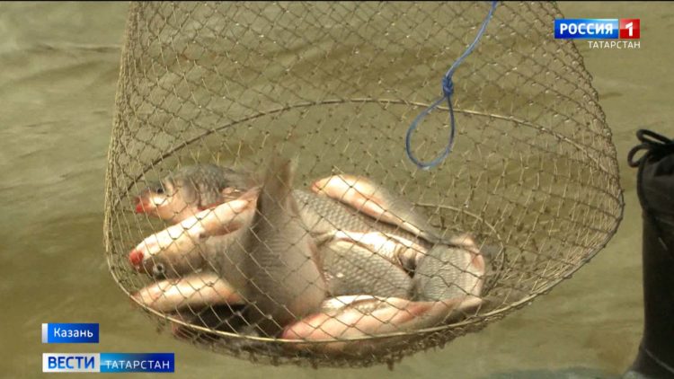 Казанцы обнаружили массовый мор рыбы на озере Лебяжьем