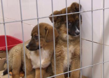 В Татарстане на работу с бездомными животными выделили 26 млн рублей