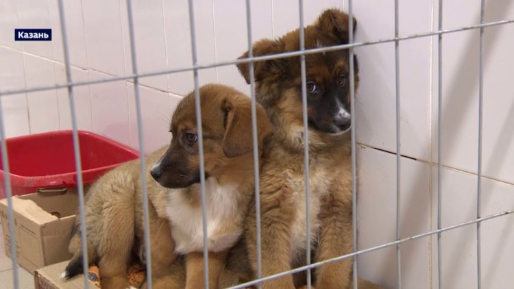 В Татарстане на работу с бездомными животными выделили 26 млн рублей
