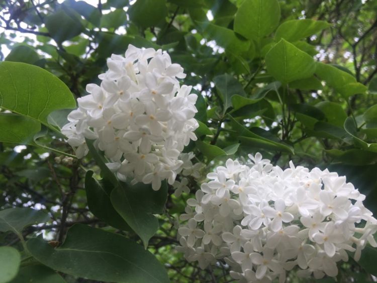 Программа радиопередач