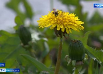 Компенсация за холодную весну: синоптики обещают татарстанцам «медовое» лето