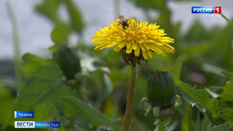 Компенсация за холодную весну: синоптики обещают татарстанцам «медовое» лето