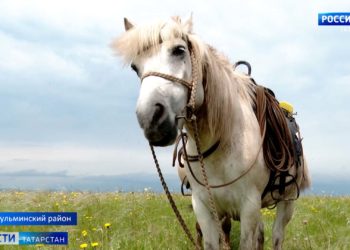 В Татарстане встретили путешественника, преодолевшего на коне 12 регионов