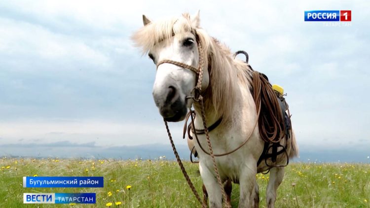 В Татарстане встретили путешественника, преодолевшего на коне 12 регионов