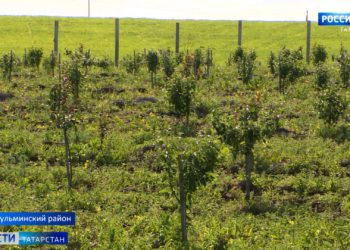 Минниханов принял участие в открытии бюста Героя СССР Петра Гаврилова