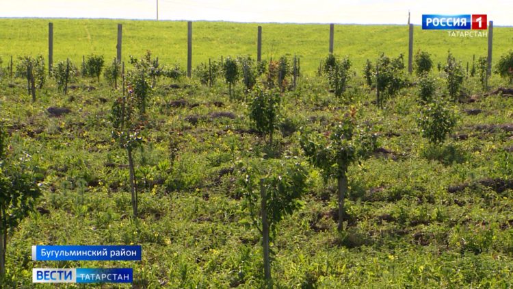 Минниханов принял участие в открытии бюста Героя СССР Петра Гаврилова