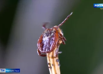 Роспотребнадзор РТ не исключает возвращение масочного режима и QR-кодов