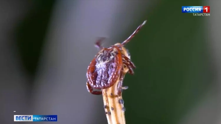 Роспотребнадзор РТ не исключает возвращение масочного режима и QR-кодов