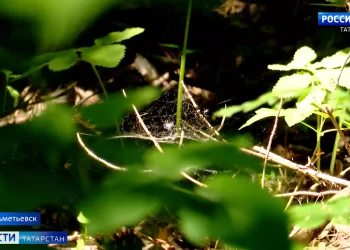 В Альметьевске в два раза увеличилось количество укусов клещей