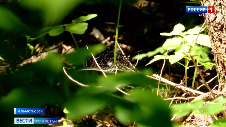 В Альметьевске в два раза увеличилось количество укусов клещей