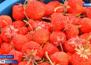 В Буинском районе приступили к уборке ягод