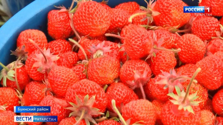 В Буинском районе приступили к уборке ягод