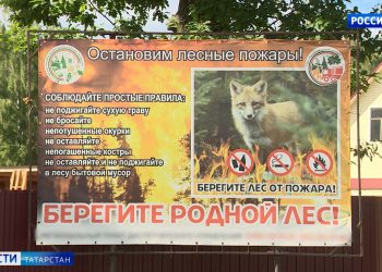 «Это страшная болезнь, я не ожидал»: в Татарстане участились случаи заражения мышиной лихорадкой