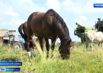 Жители деревни в Нижнекамском районе возмущены состоянием лошадей местного фермера